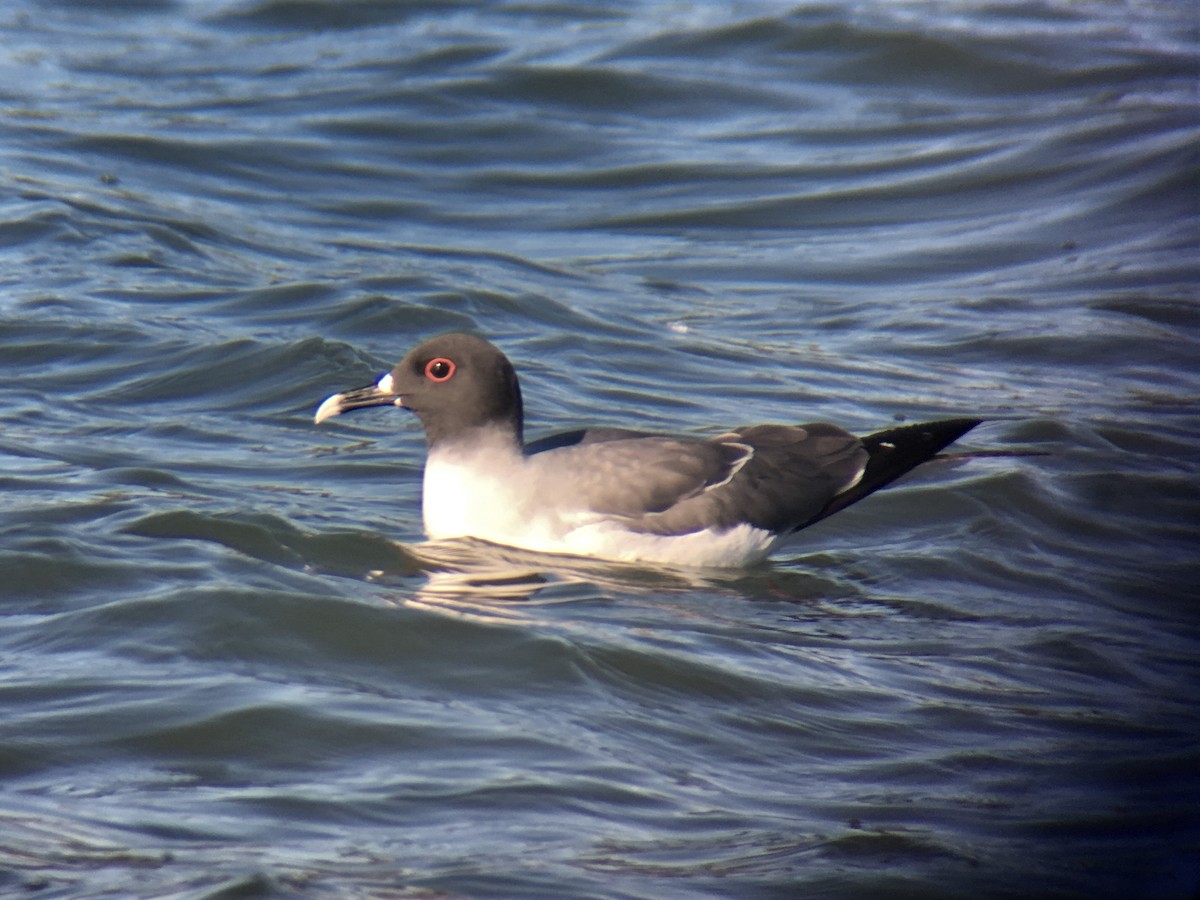 Swallow-tailed Gull - ML125565881
