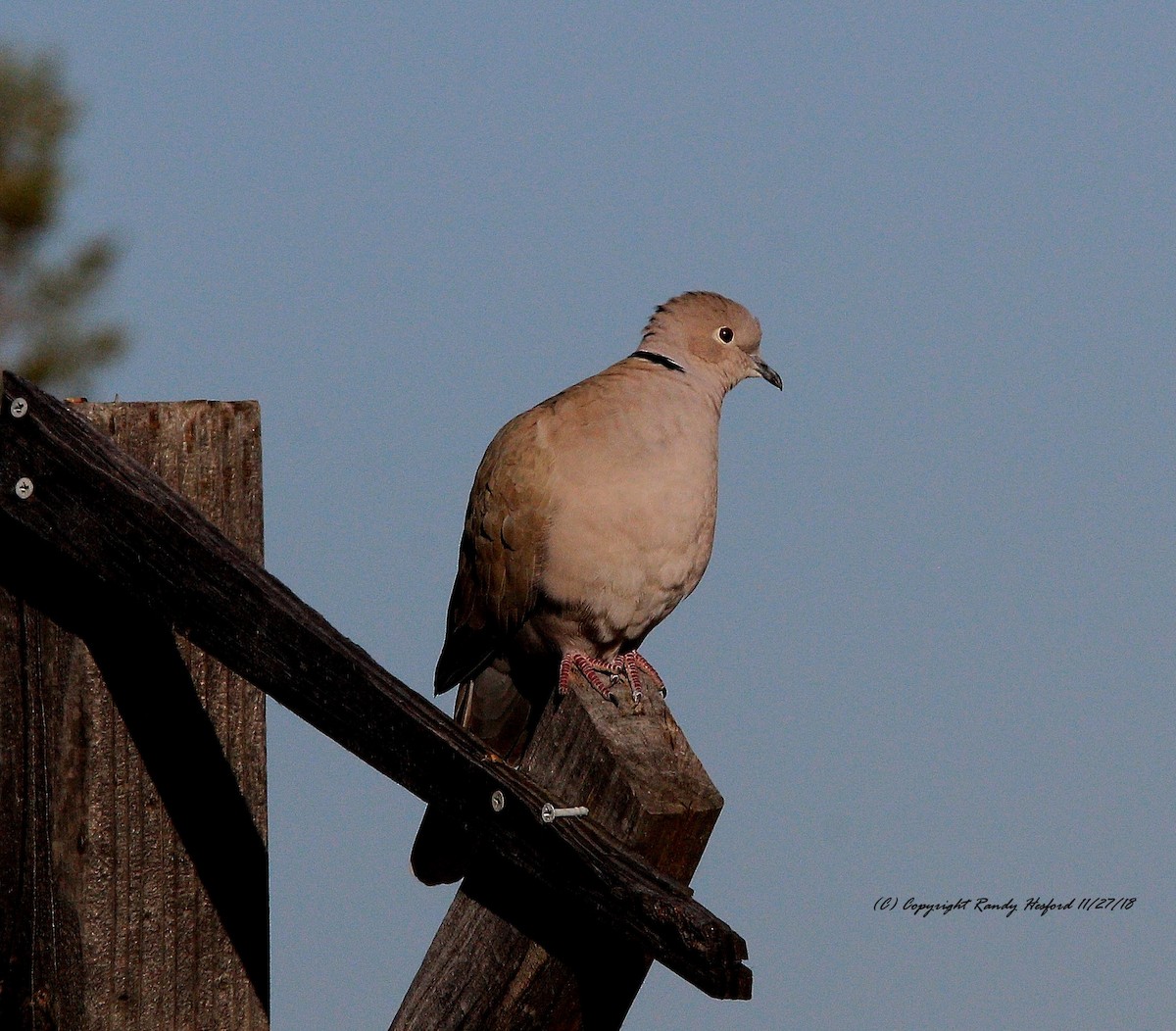 Eurasian Collared-Dove - Randy Hesford