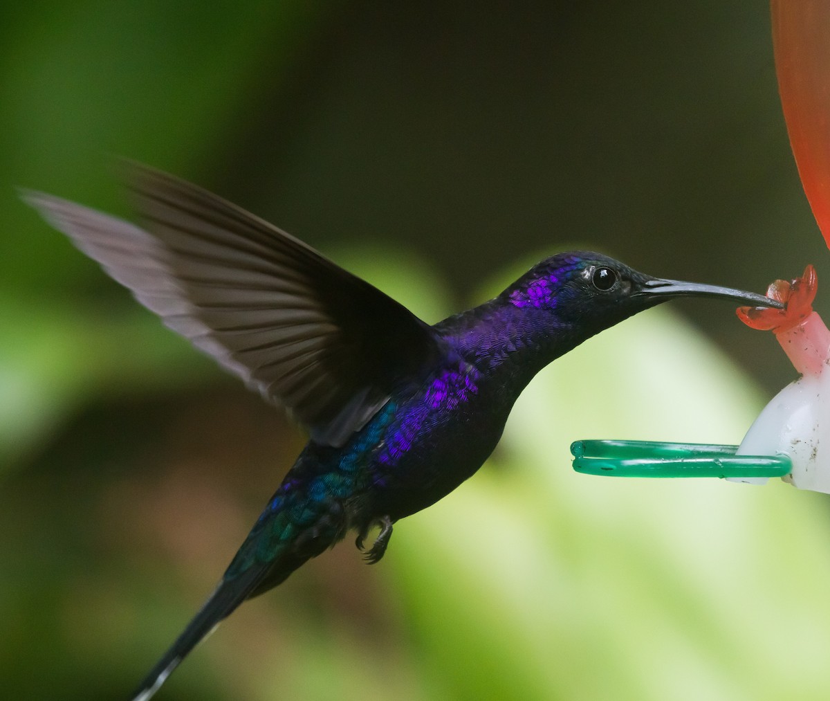 Colibrí Morado - ML125566991