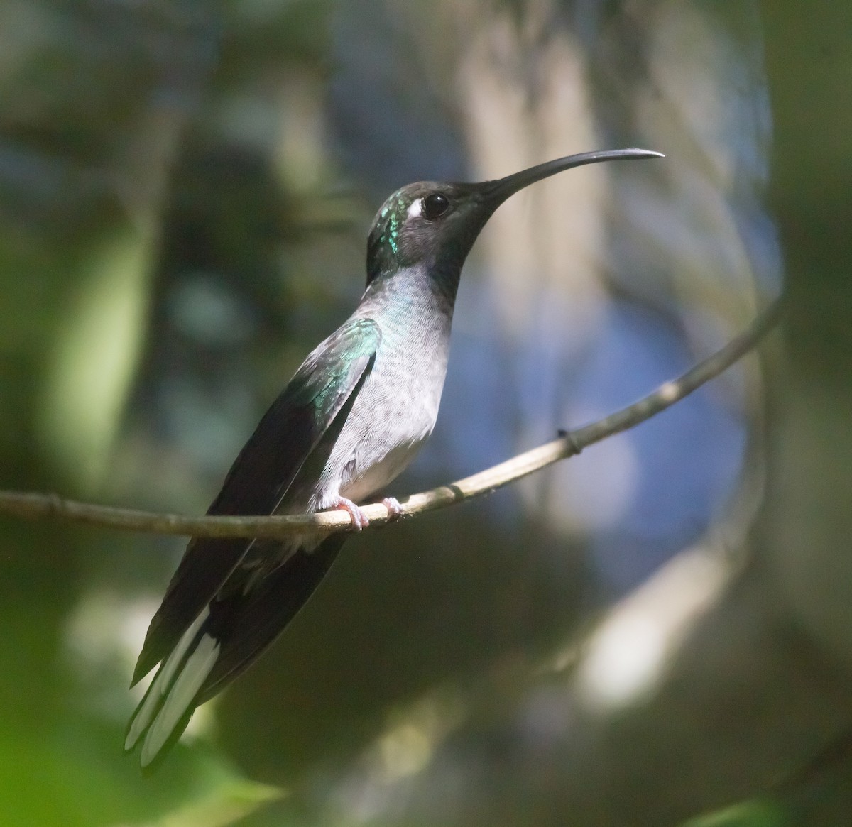 Colibrí Morado - ML125567011