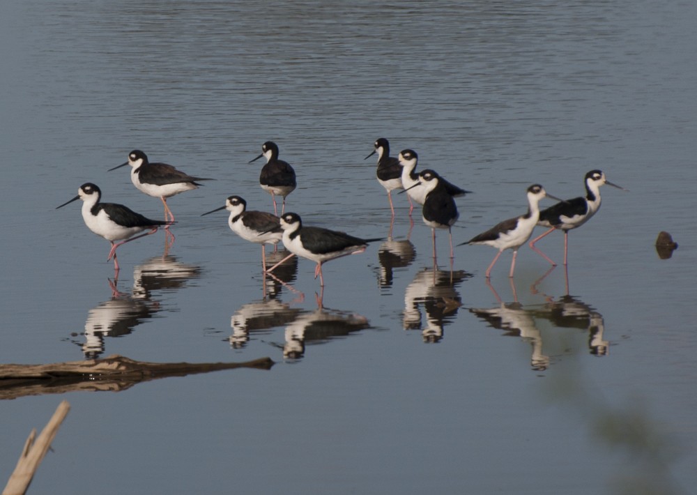 Black-necked Stilt - ML125567671