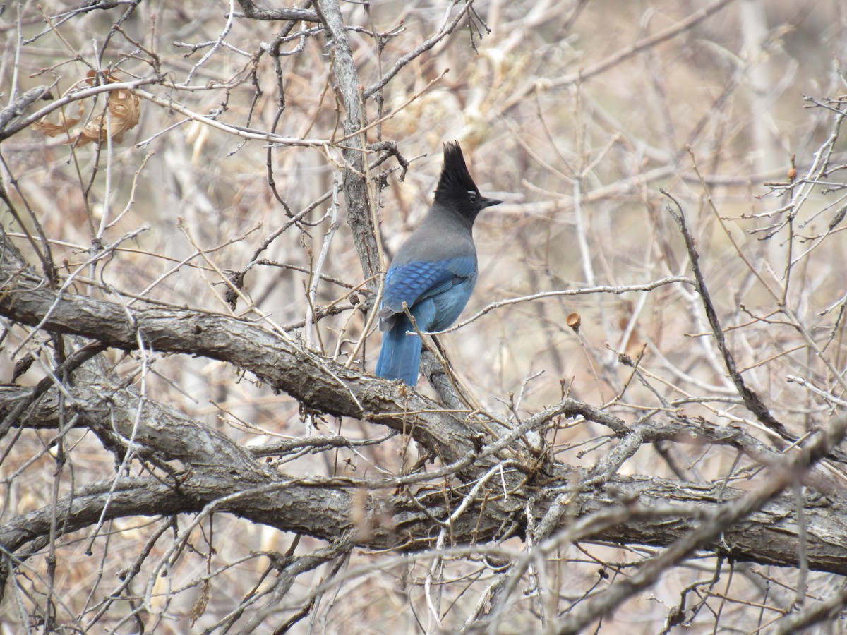 Steller's Jay - ML125569751