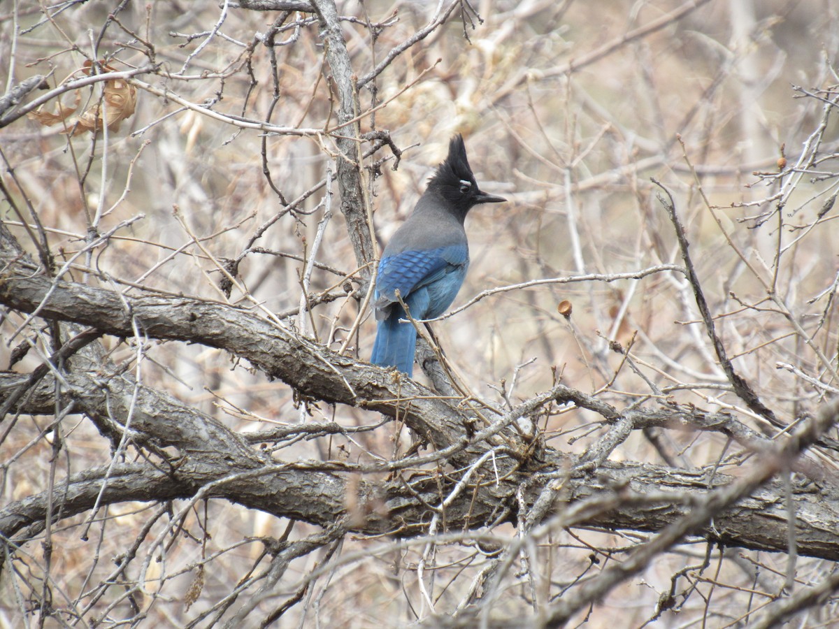 Steller's Jay - ML125569761