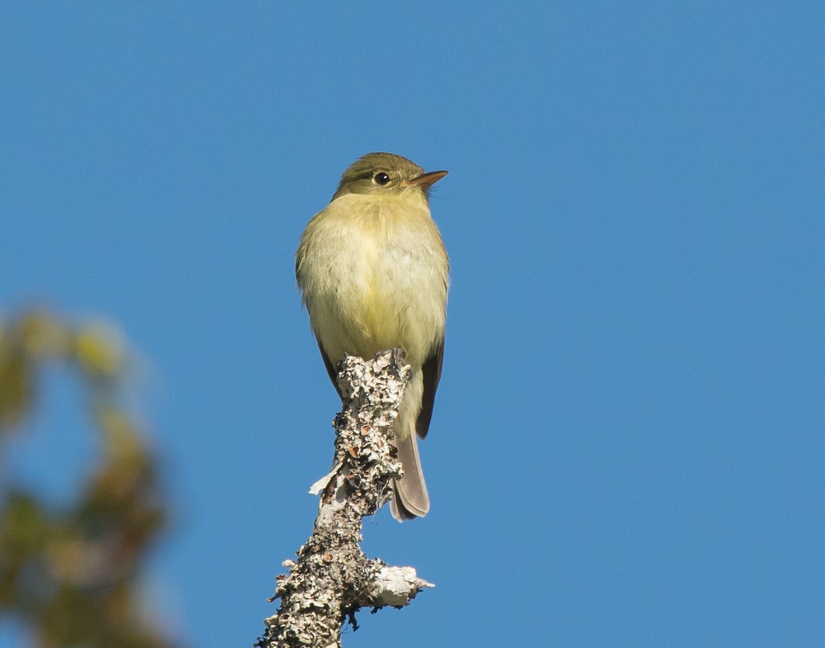 Mosquero Ventriamarillo - ML125569871