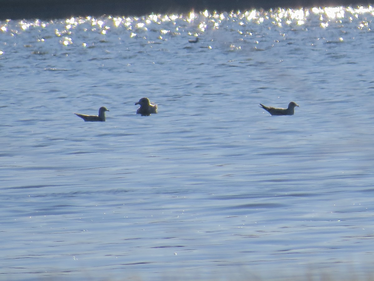 Glaucous Gull - ML125570881