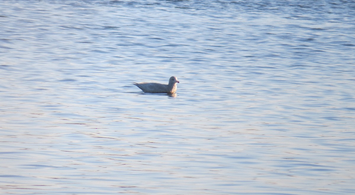 Glaucous Gull - ML125571091