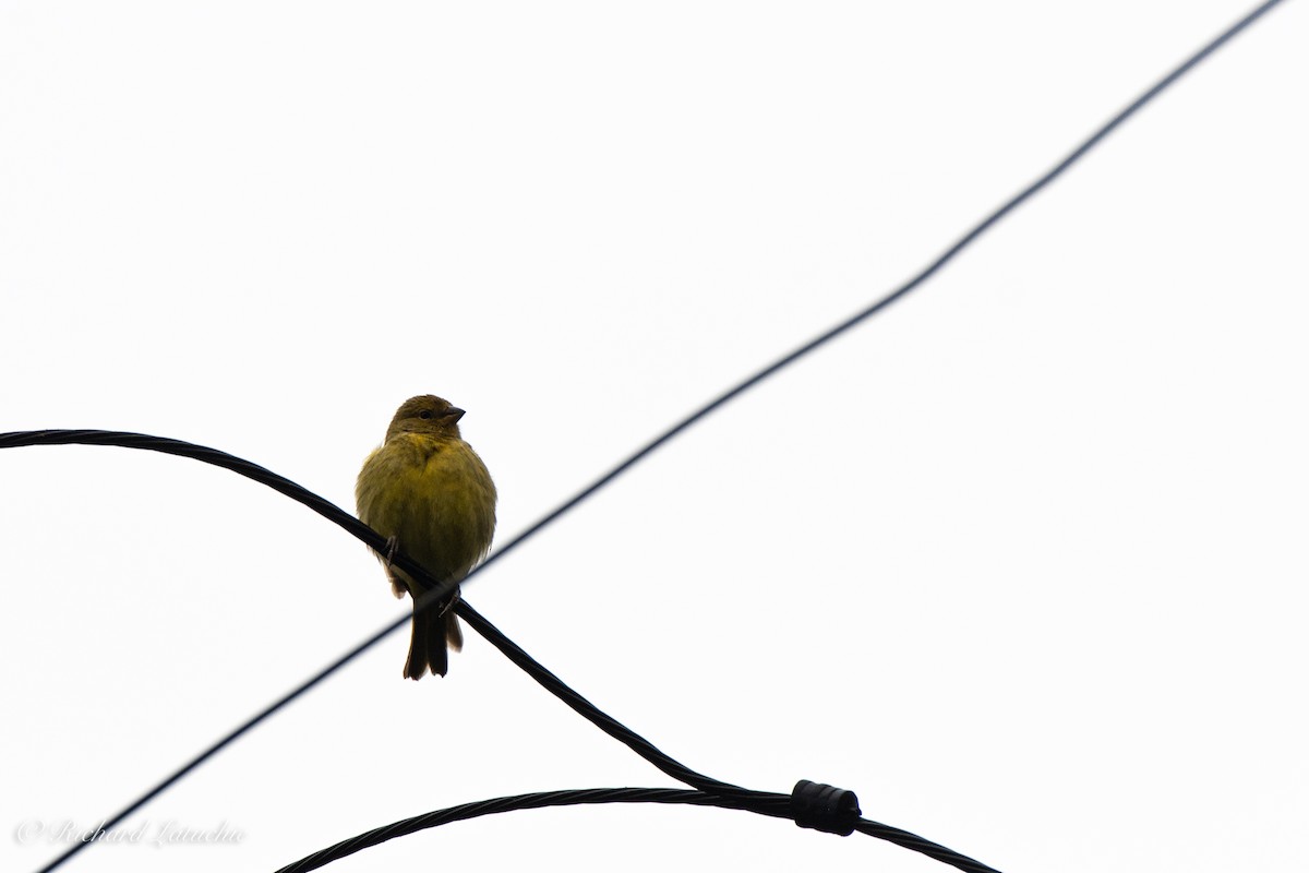 Saffron Finch - Richard Latuchie