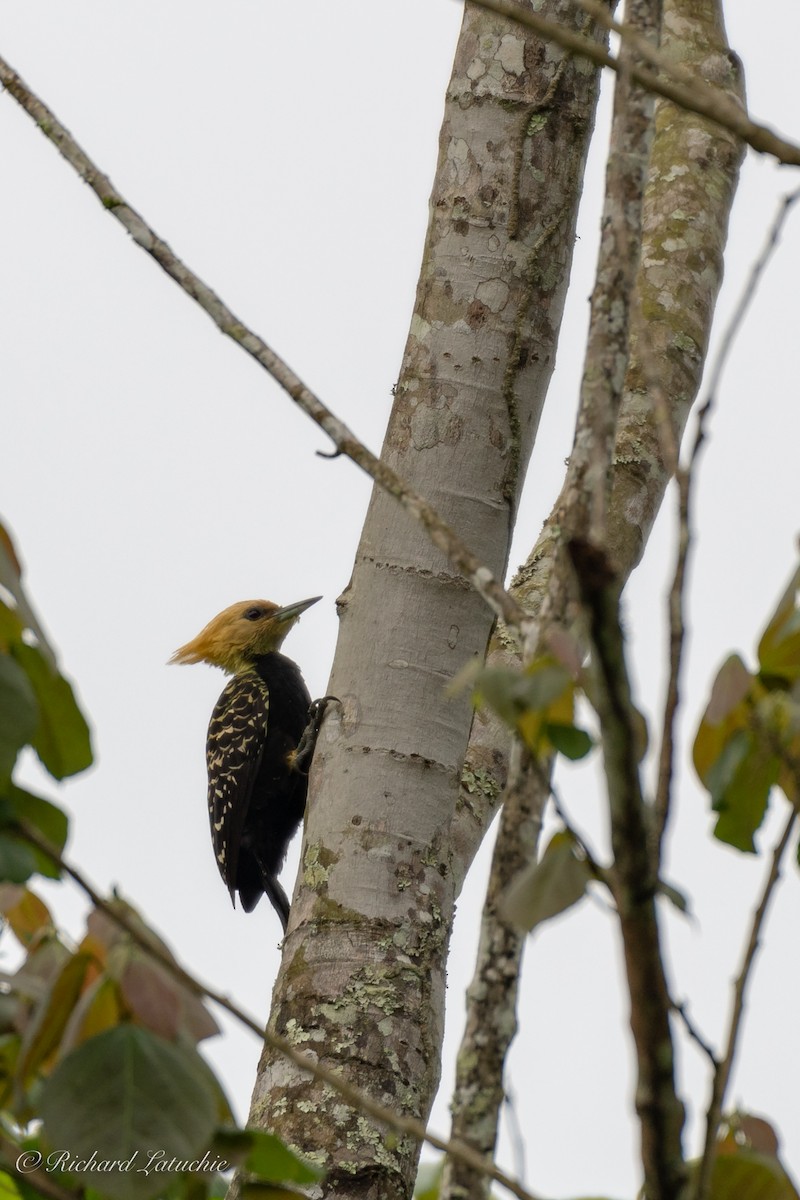 Blond-crested Woodpecker - Richard Latuchie