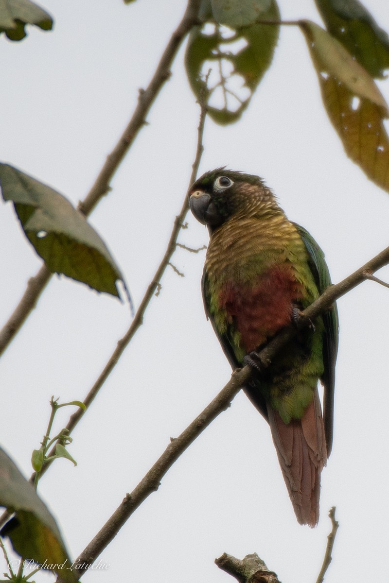 Maroon-bellied Parakeet - Richard Latuchie