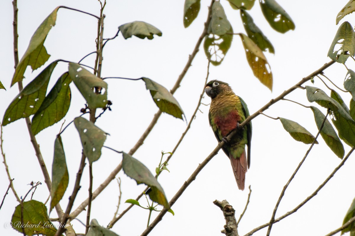 Maroon-bellied Parakeet - Richard Latuchie