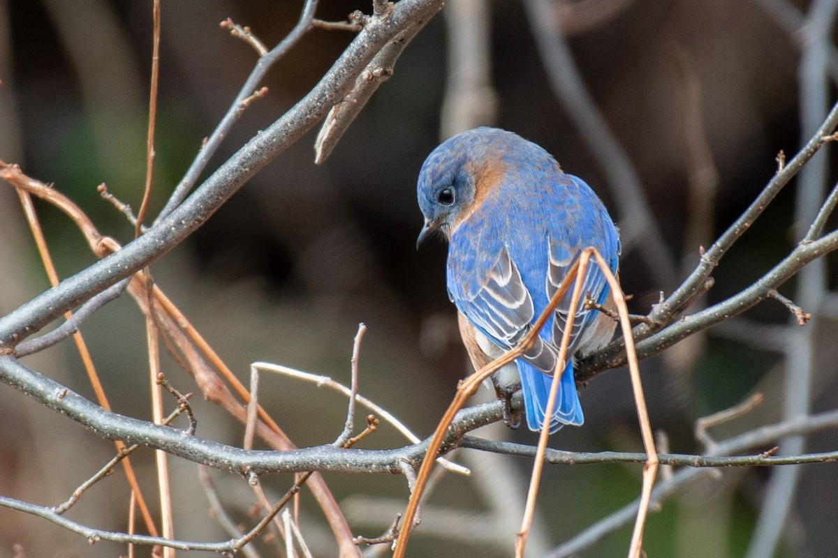 Eastern Bluebird - ML125575081