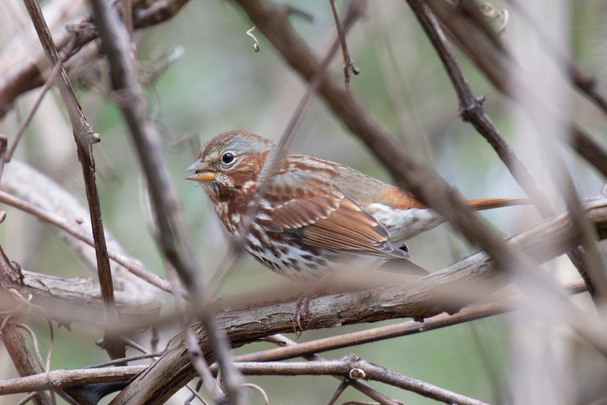 Fox Sparrow - ML125575491