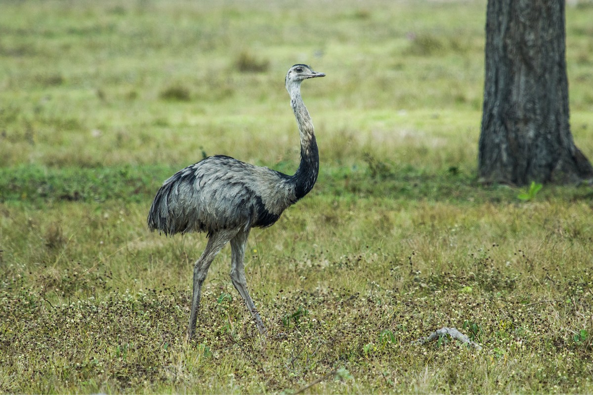 Greater Rhea - Nick Athanas