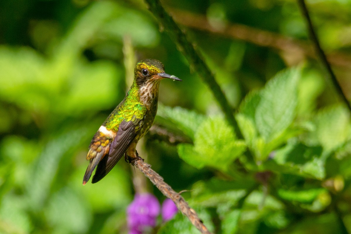 Black-crested Coquette - ML125576451