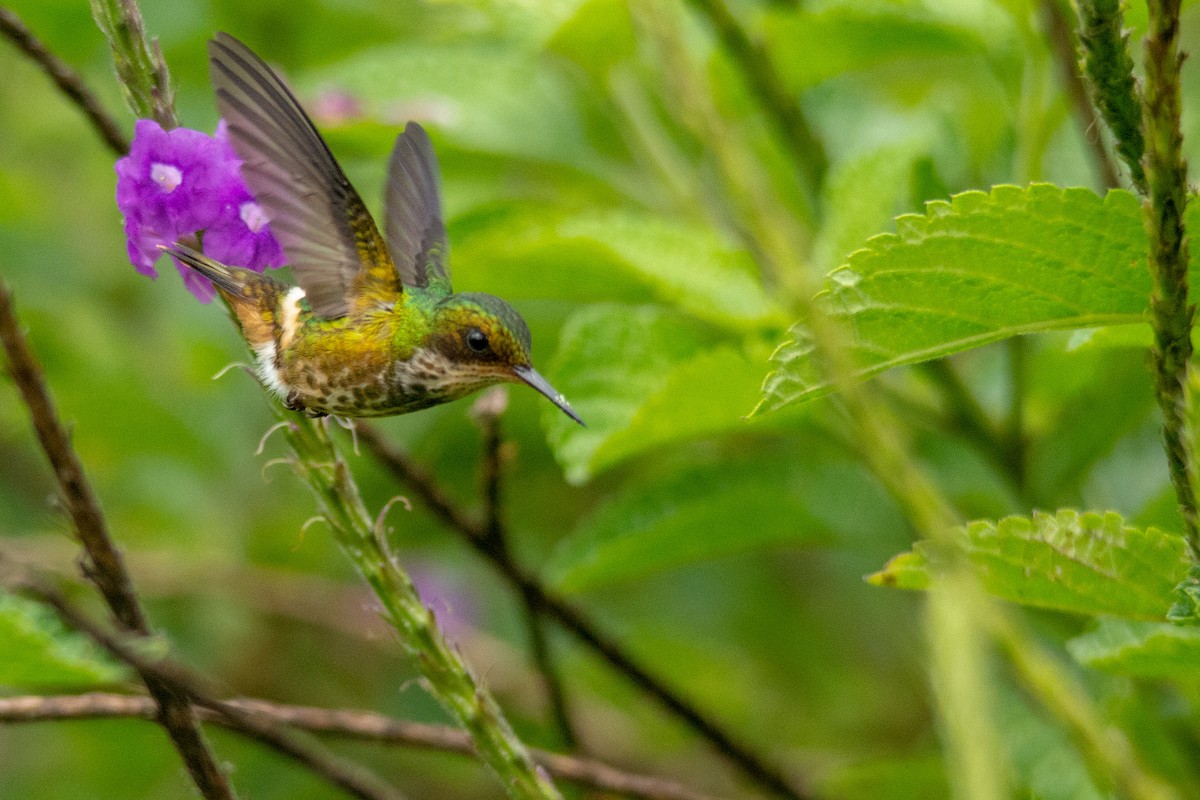 Black-crested Coquette - ML125576461