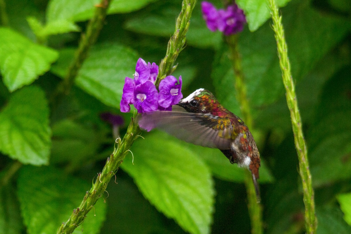 Colibrí Coroniblanco - ML125576541