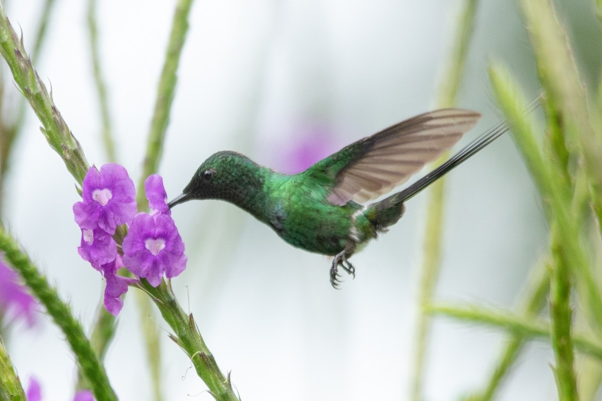 Green Thorntail - ML125576621