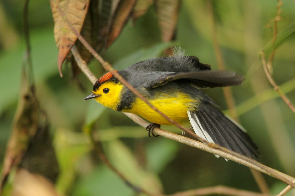 Collared Redstart - ML125577541