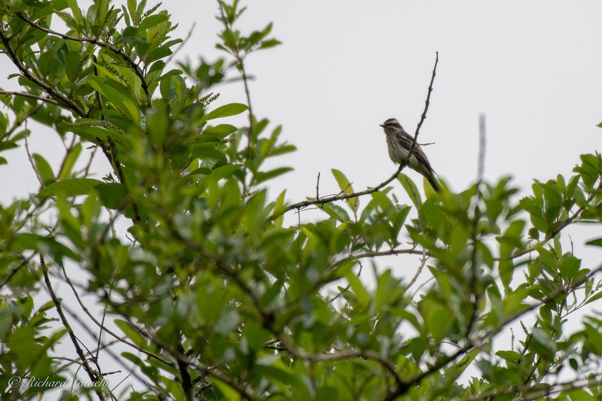 Variegated Flycatcher - Richard Latuchie