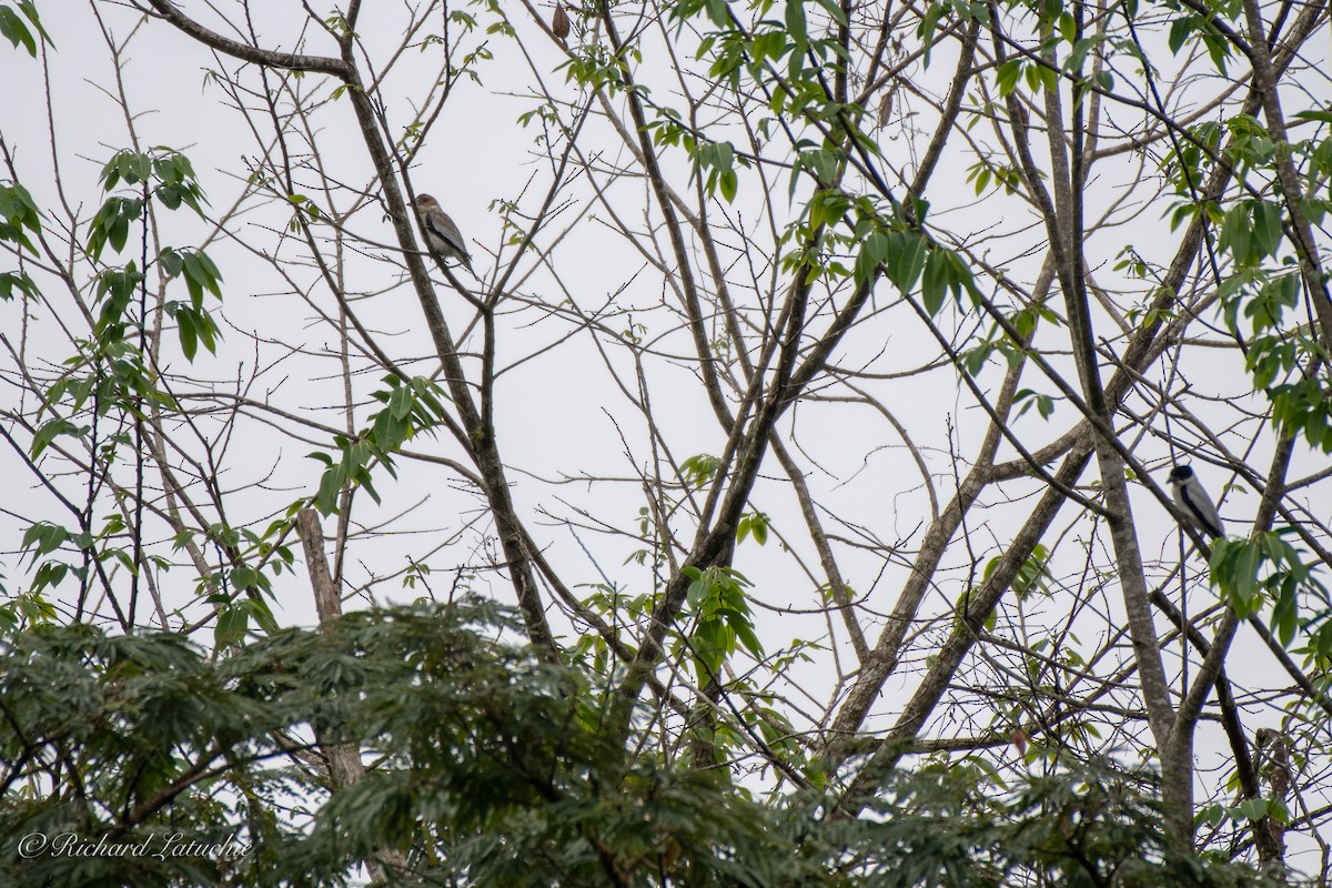 Black-crowned Tityra - Richard Latuchie