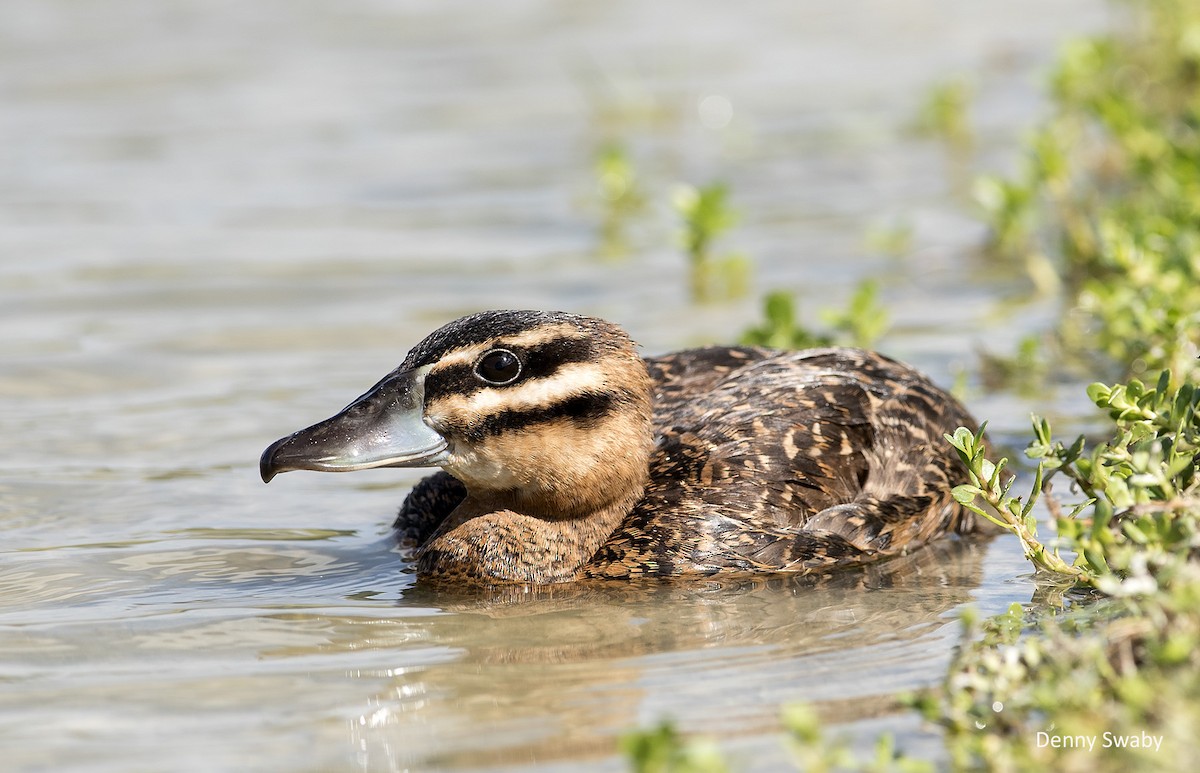 Masked Duck - ML125578581