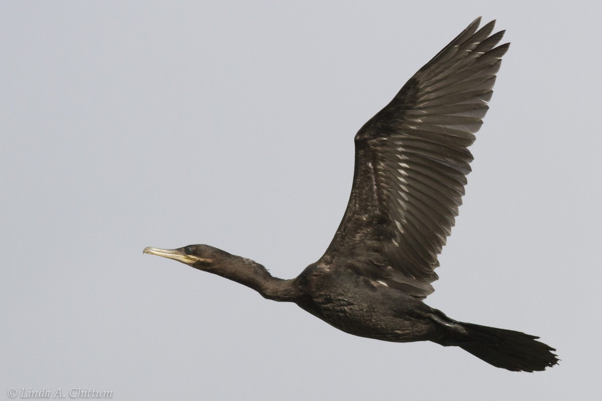 Neotropic Cormorant - Linda Chittum