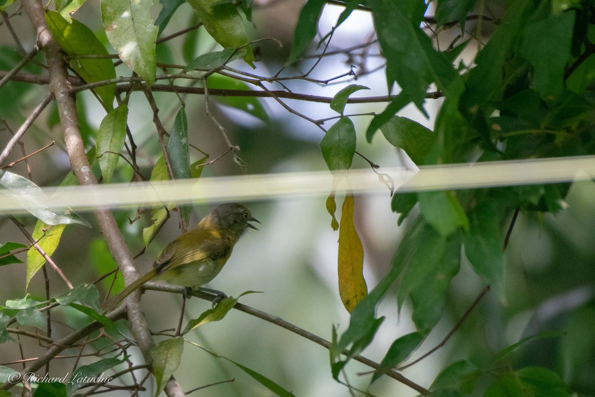 Lemon-chested Greenlet - Richard Latuchie