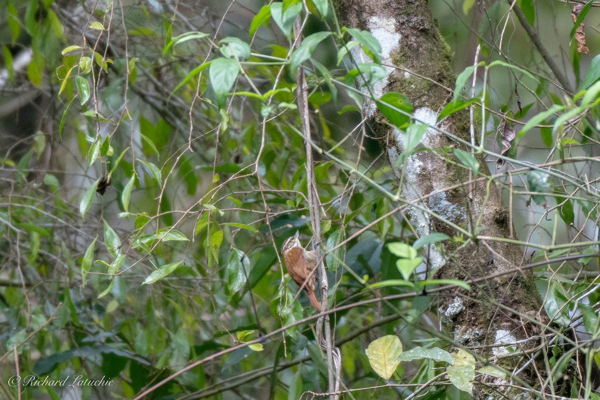 Streaked Xenops - Richard Latuchie