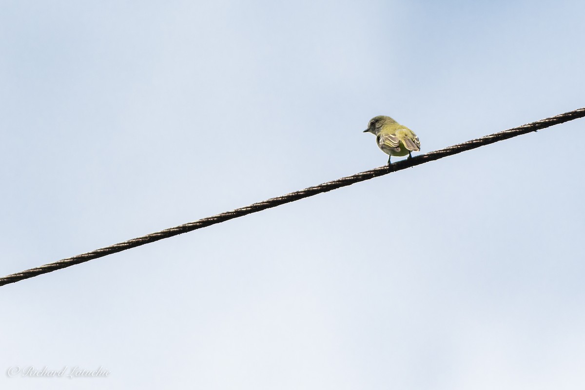 Gray-headed Elaenia - Richard Latuchie