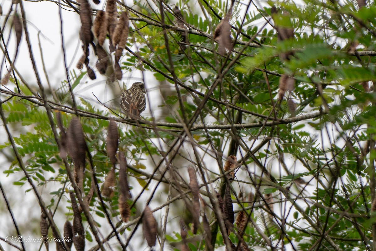 Streaked Flycatcher - Richard Latuchie