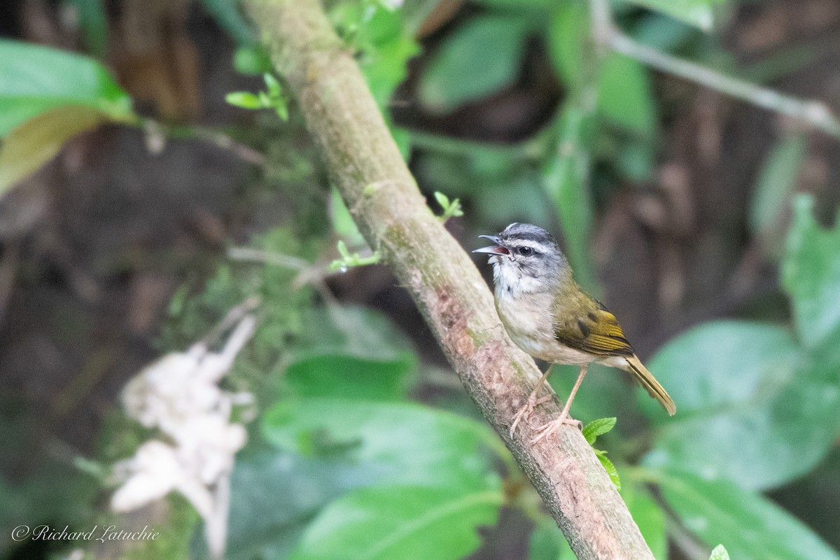 Riverbank Warbler - ML125579851