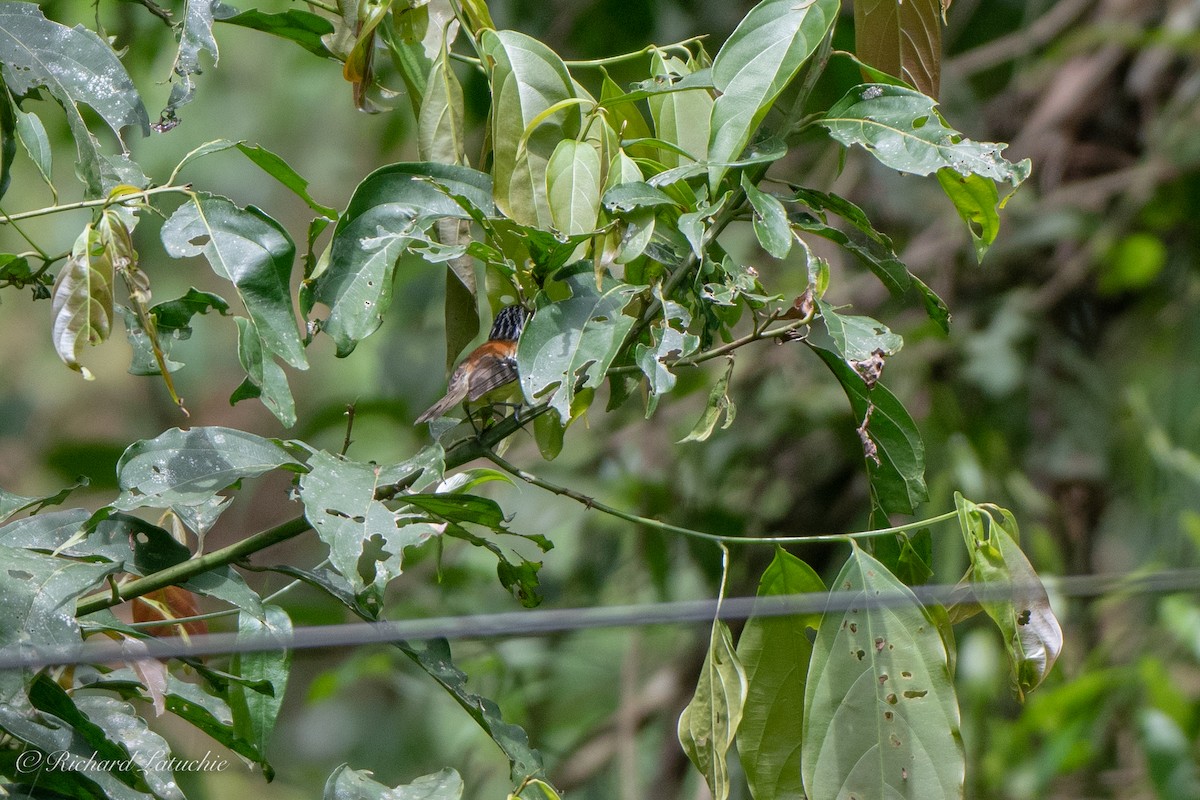 Streak-capped Antwren - Richard Latuchie