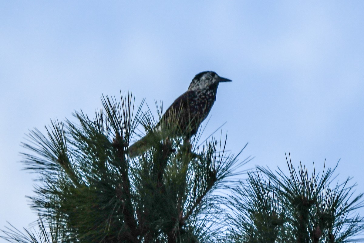 Eurasian Nutcracker (Southern) - ML125580871