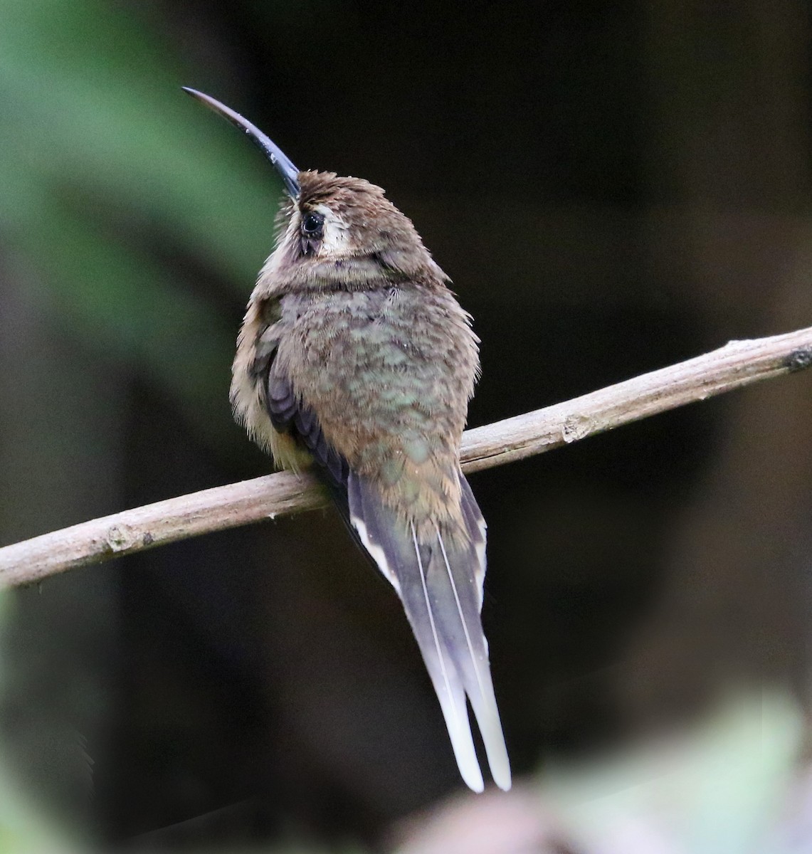 Dusky-throated Hermit - ML125580891