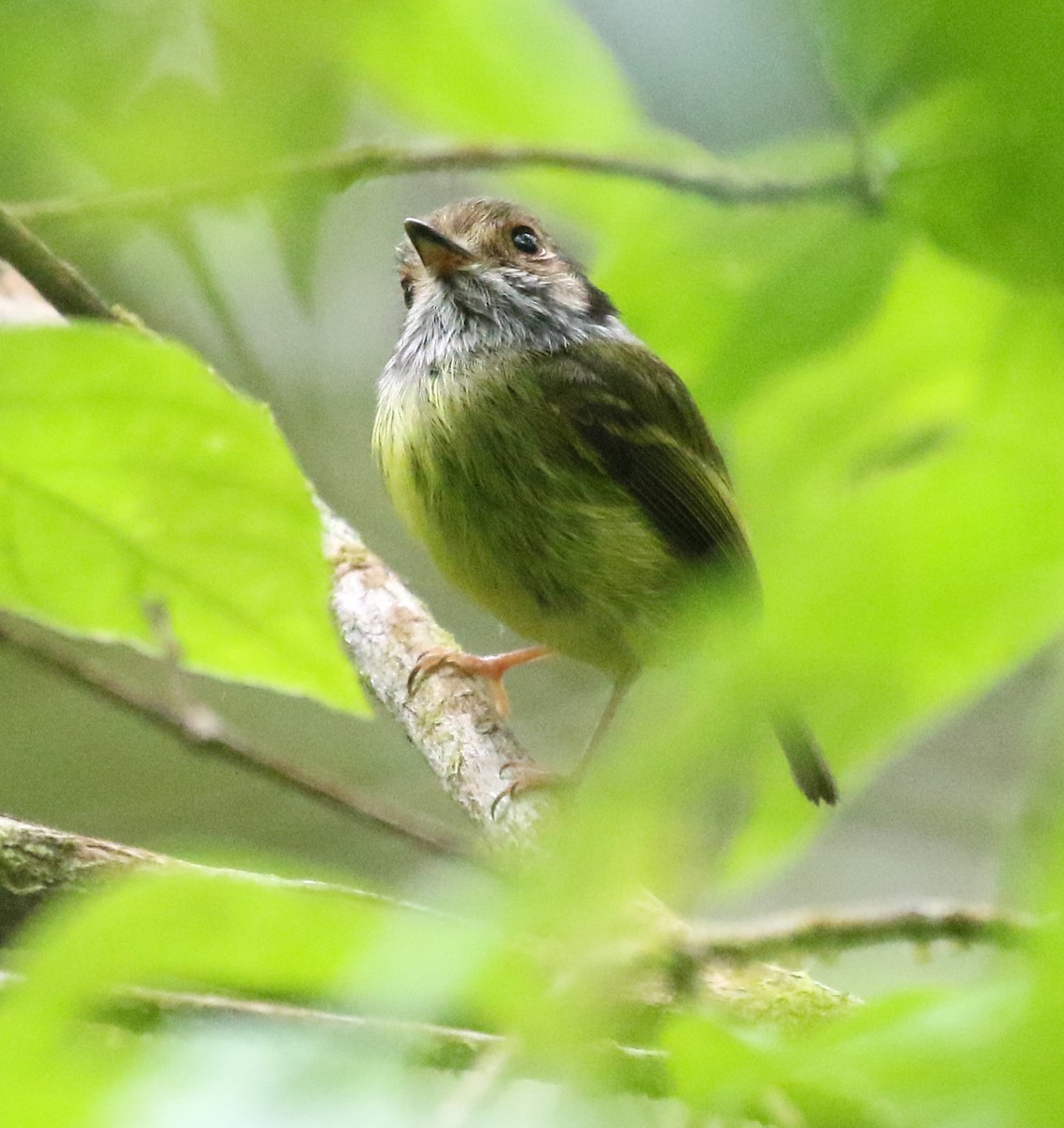 Eared Pygmy-Tyrant - ML125581111