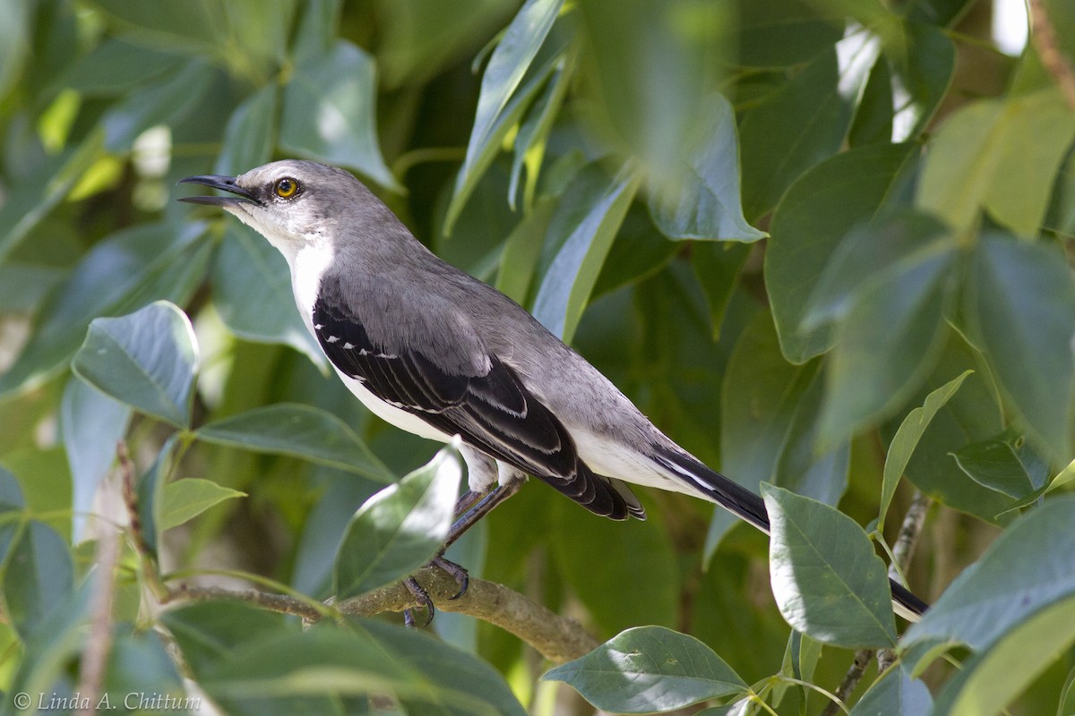 Tropical Mockingbird - ML125582191