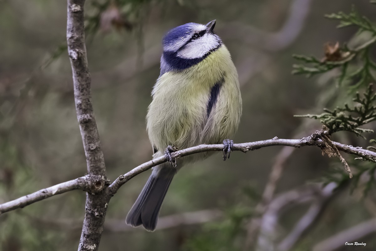 Eurasian Blue Tit - ML125583101