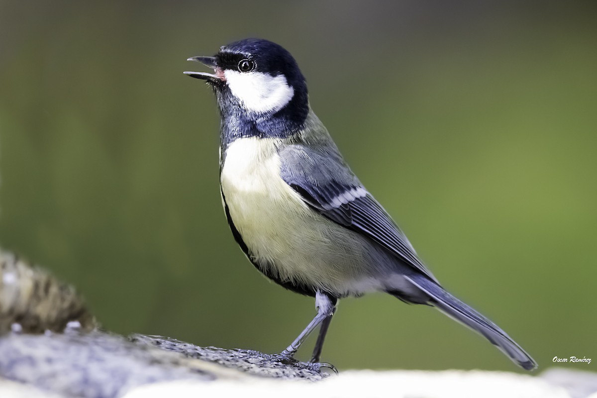 Great Tit - ML125583111