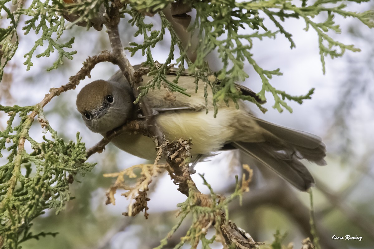 Eurasian Blackcap - ML125583131