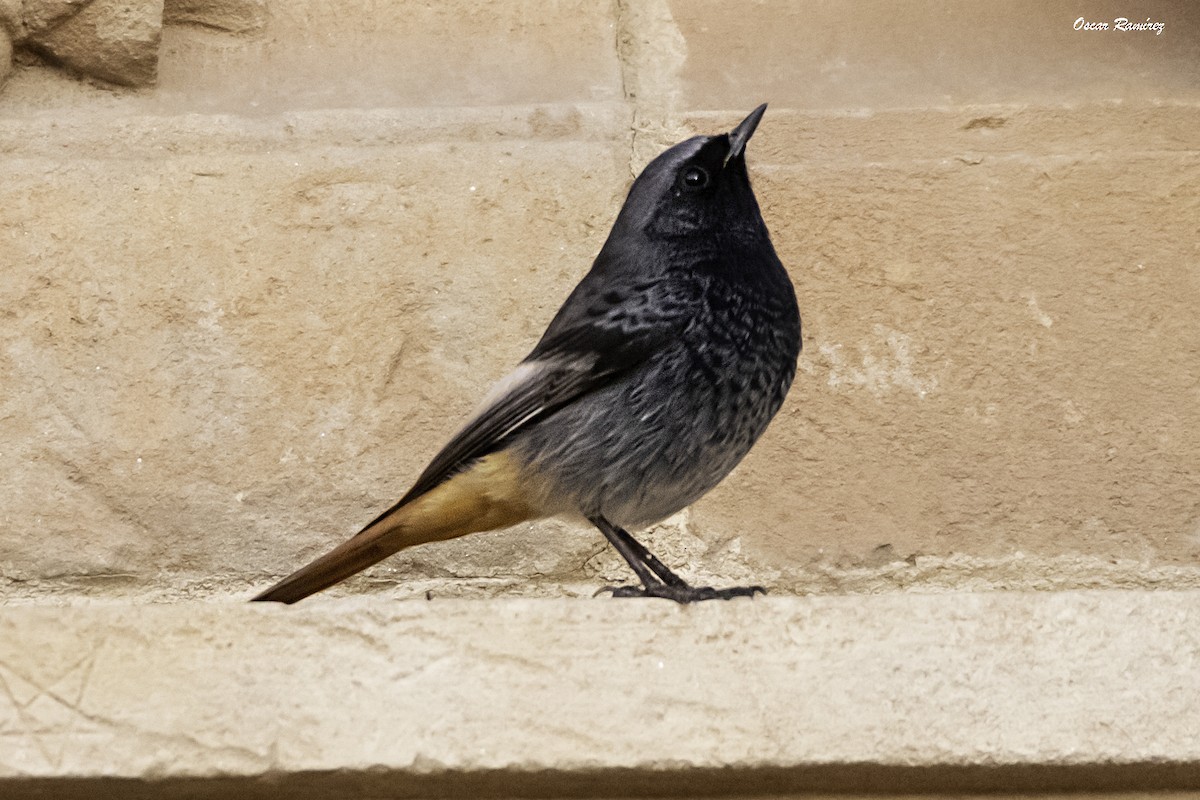 Black Redstart - ML125583281