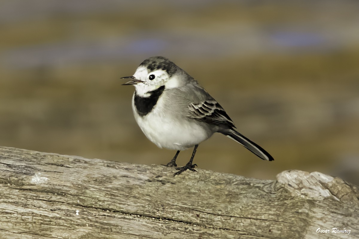 White Wagtail - ML125583301