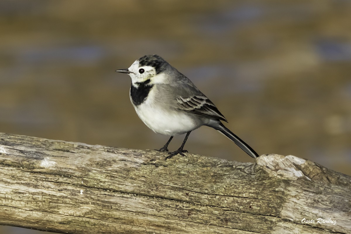 White Wagtail - ML125583311