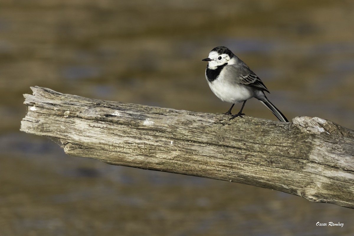 White Wagtail - ML125583321