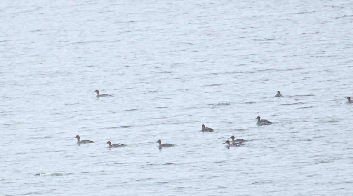 Red-breasted Merganser - ML125583441