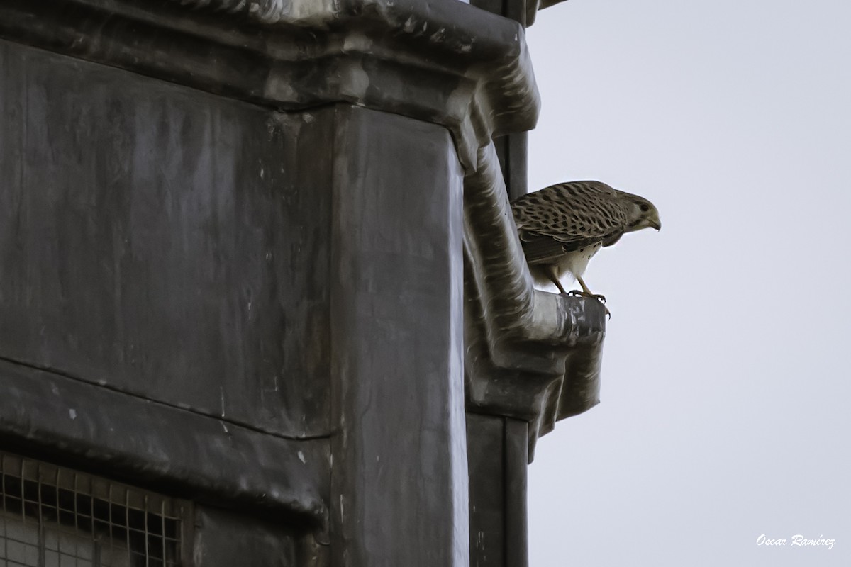 Eurasian Kestrel - ML125584291