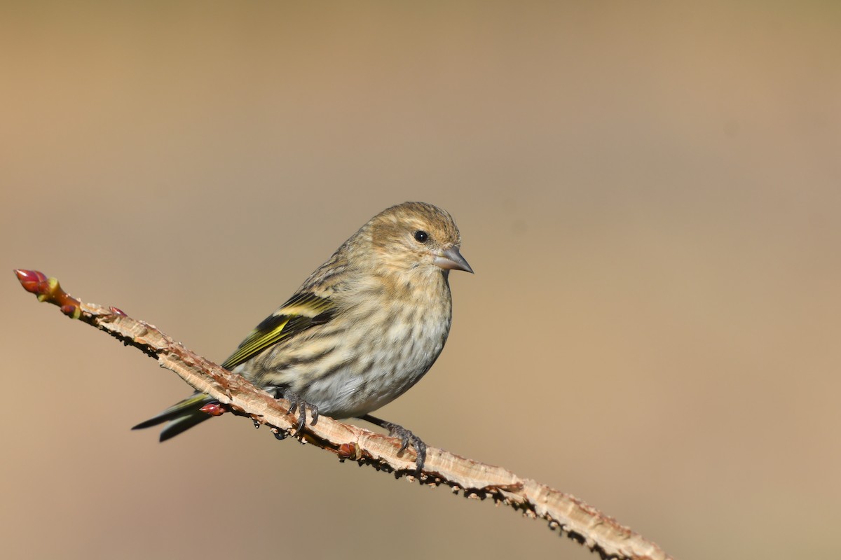 Pine Siskin - Jonathan Irons