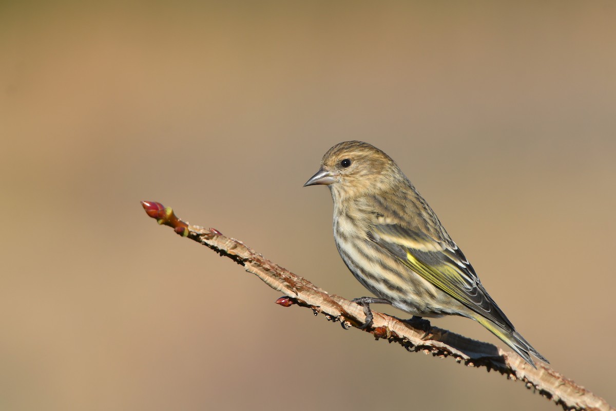 Pine Siskin - Jonathan Irons