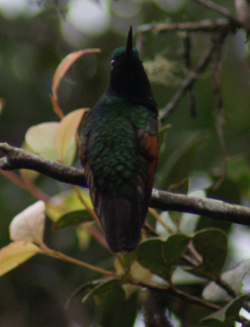 Garnet-throated Hummingbird - ML125586101
