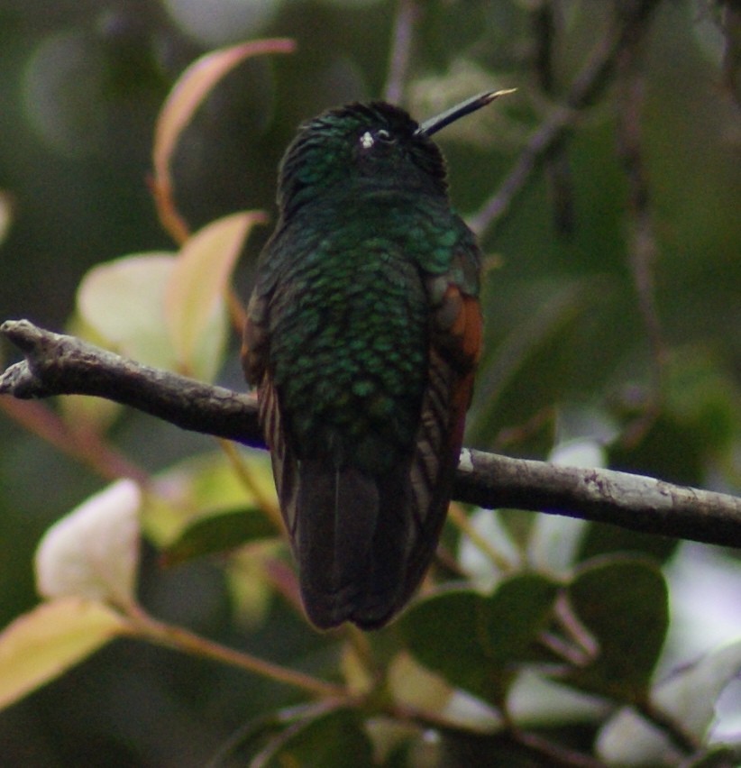 Garnet-throated Hummingbird - ML125586161
