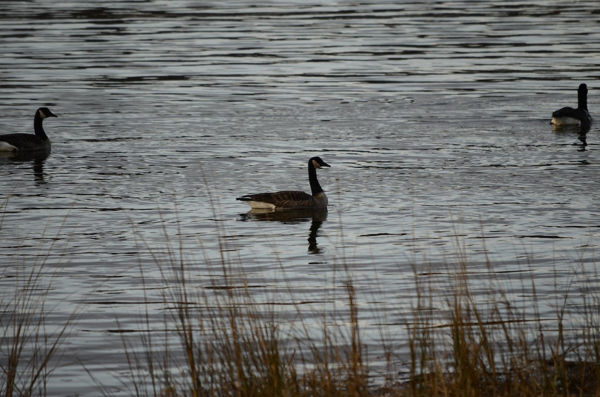 Canada Goose - ML125586611